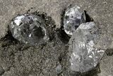 Herkimer Diamonds in Matrix - The Ace of Diamonds Mine, New York #324508-2
